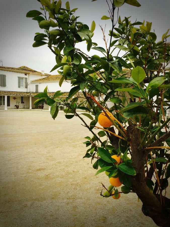 Mas Du Grand Bordes Bed & Breakfast Saint-Laurent-dʼAigouze Dış mekan fotoğraf